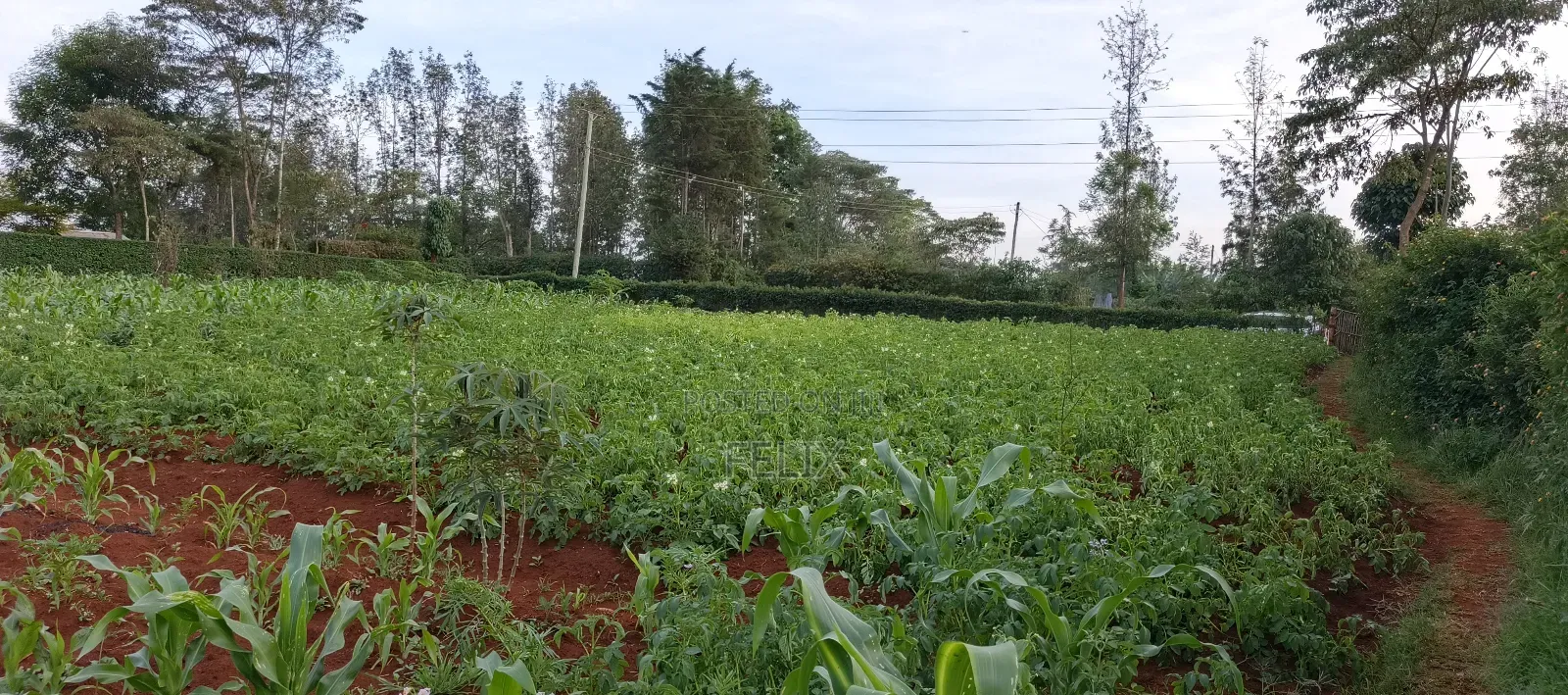 Nyeri /Kerichu Gachika 3.65 Acres