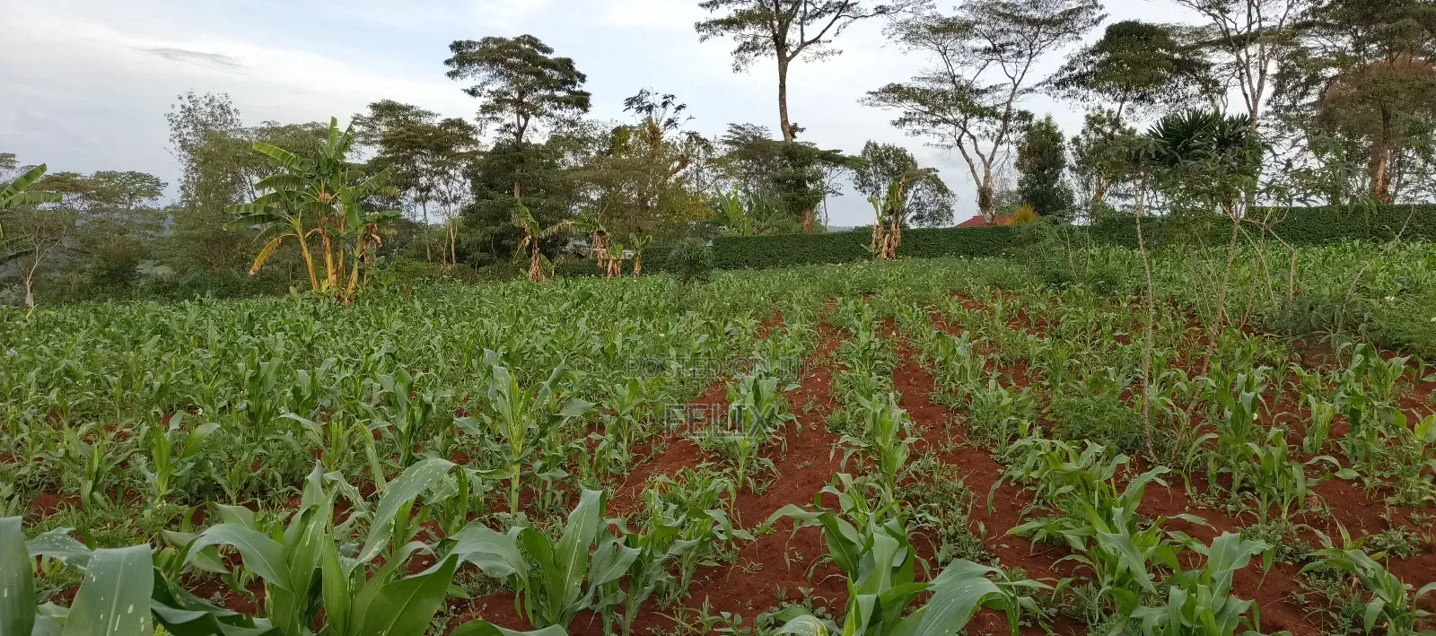Nyeri /Kerichu Gachika 3.65 Acres