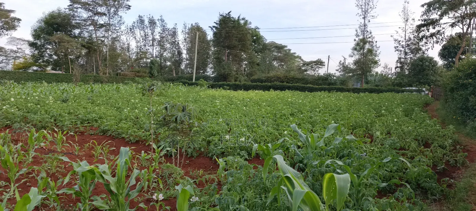 Nyeri /Kerichu Gachika 3.65 Acres