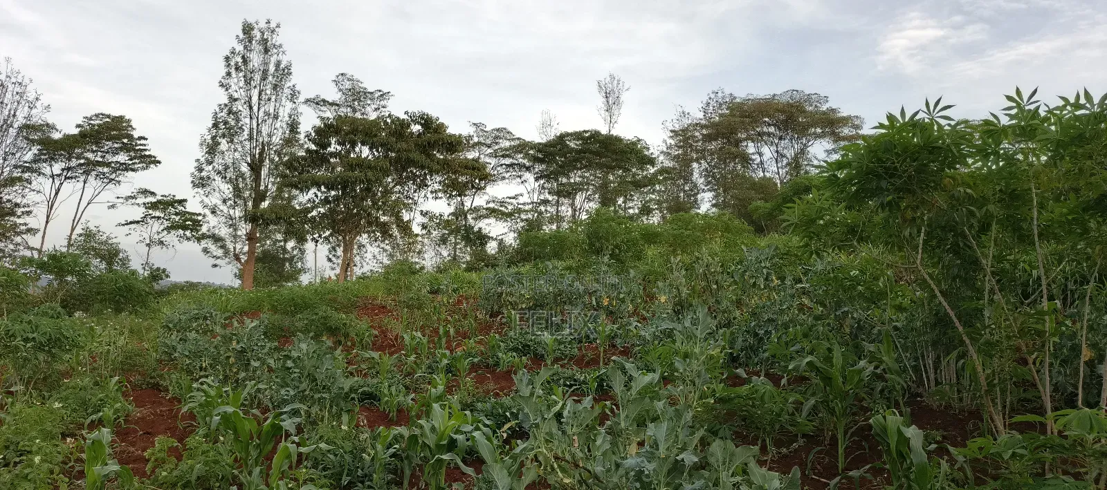 Nyeri /Kerichu Gachika 3.65 Acres