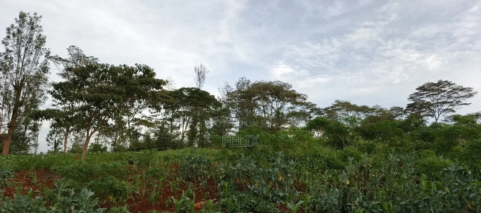 Nyeri /Kerichu Gachika 3.65 Acres