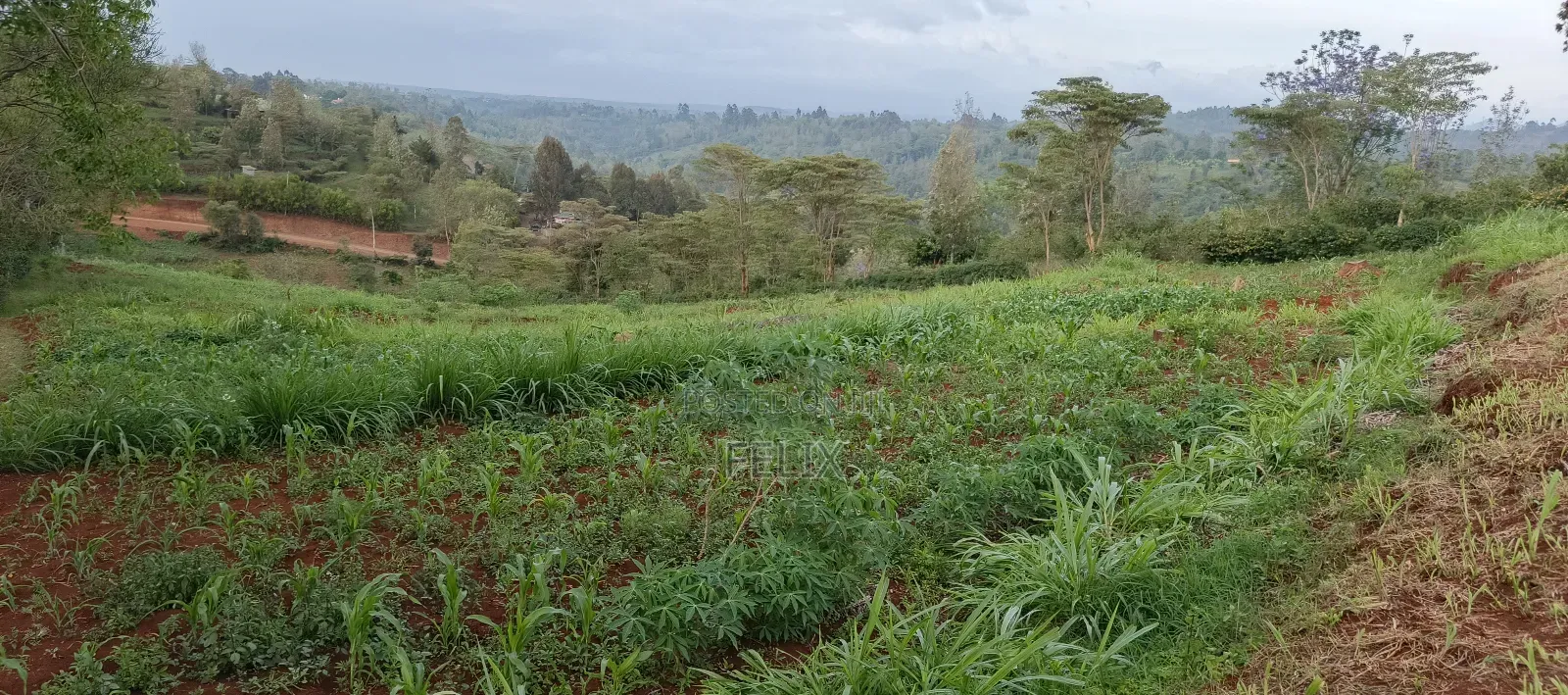 Nyeri /Kerichu Gachika 3.65 Acres