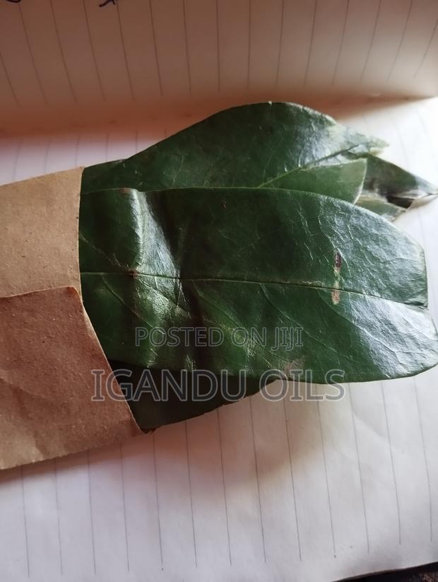 Soursop Leaves (Fresh) - main view
