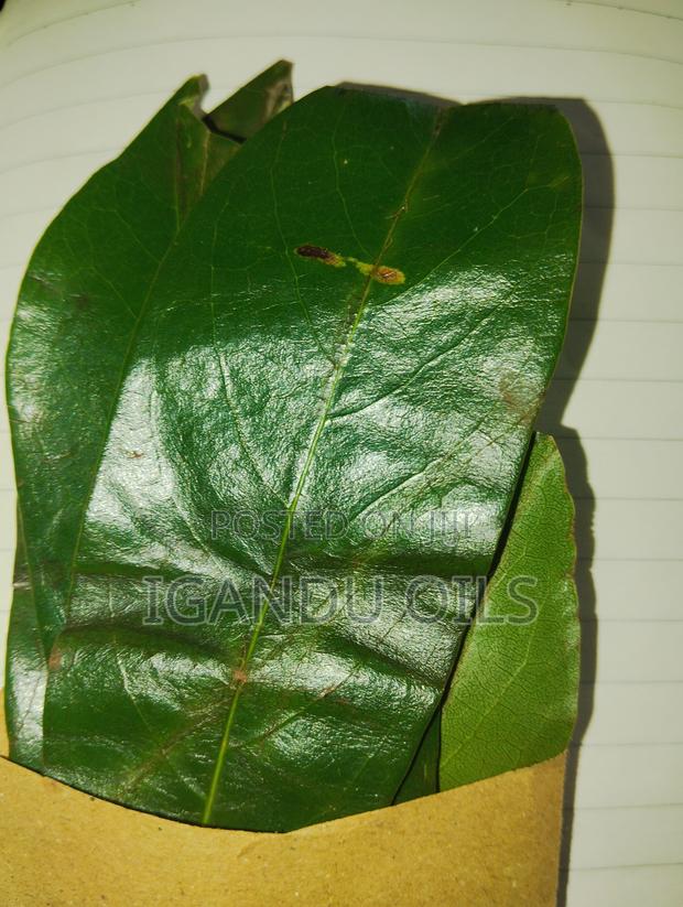 Soursop Leaves (Fresh) - thumbnail 3