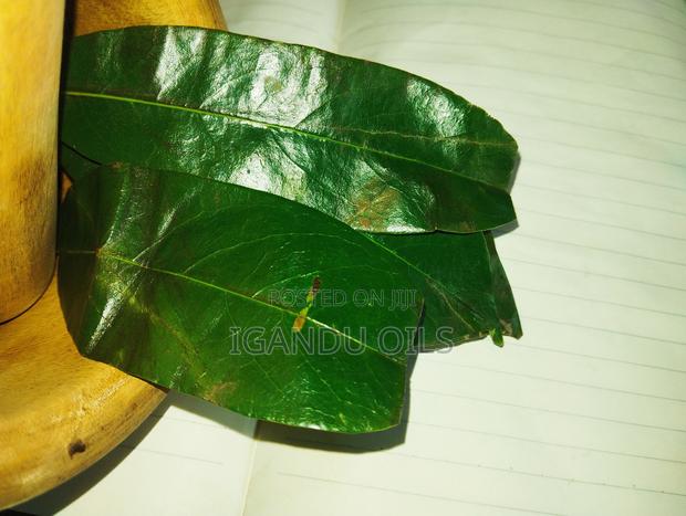 Soursop Leaves (Fresh) - thumbnail 4