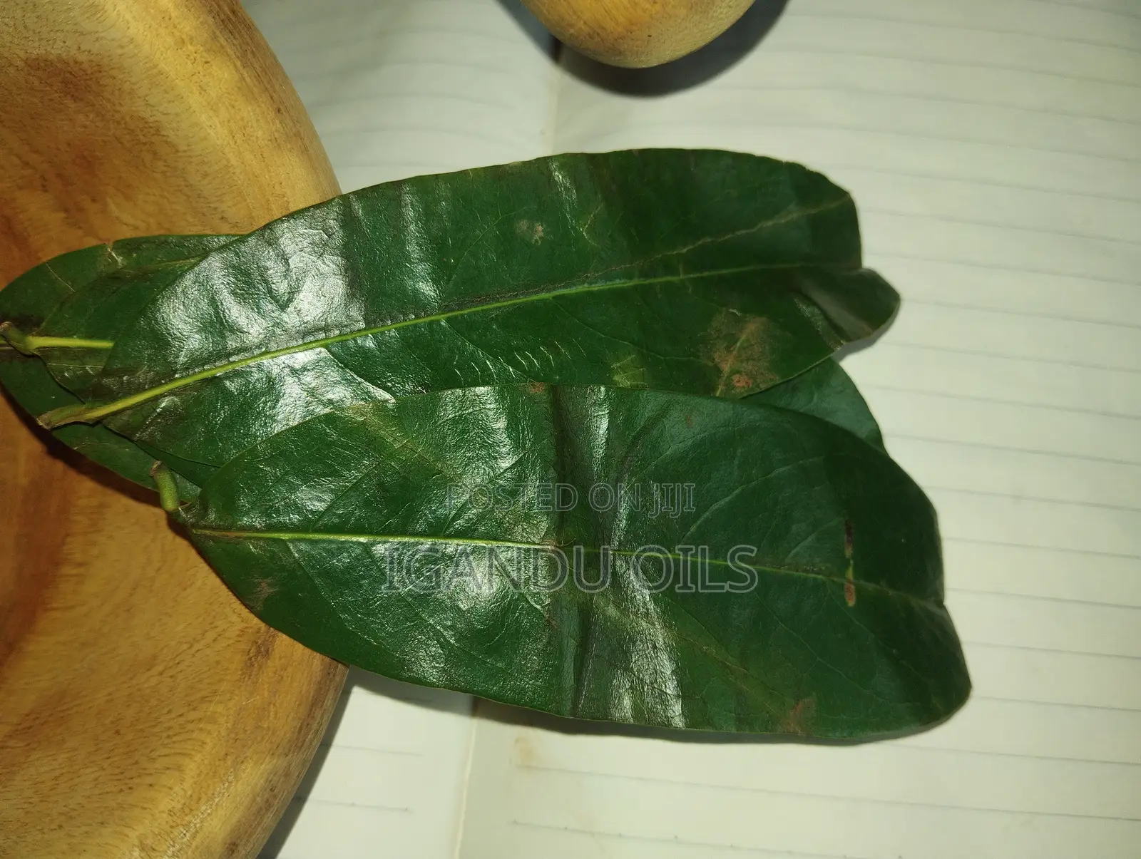 Soursop Leaves (Fresh)