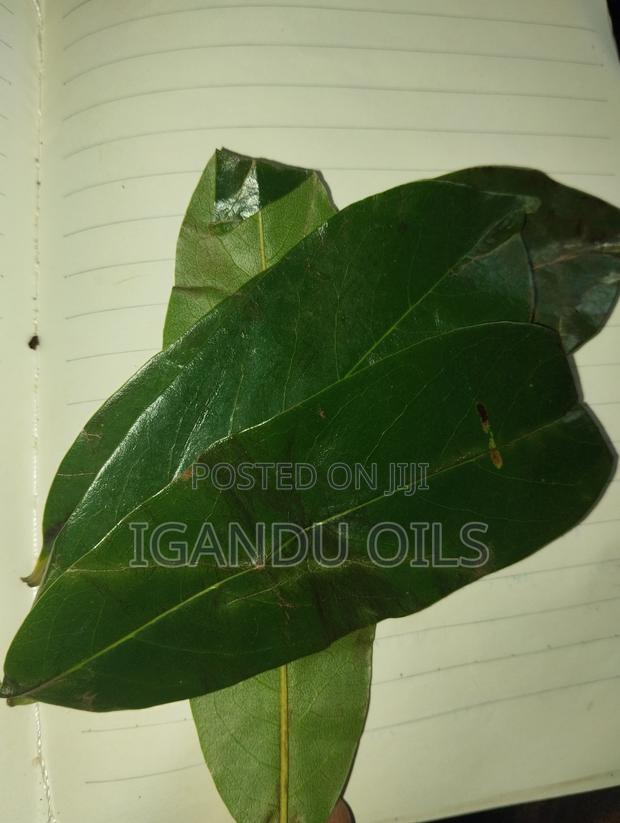 Soursop Leaves (Fresh) - thumbnail 6