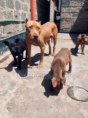 1-3 months Male Purebred American Pit Bull Terrier