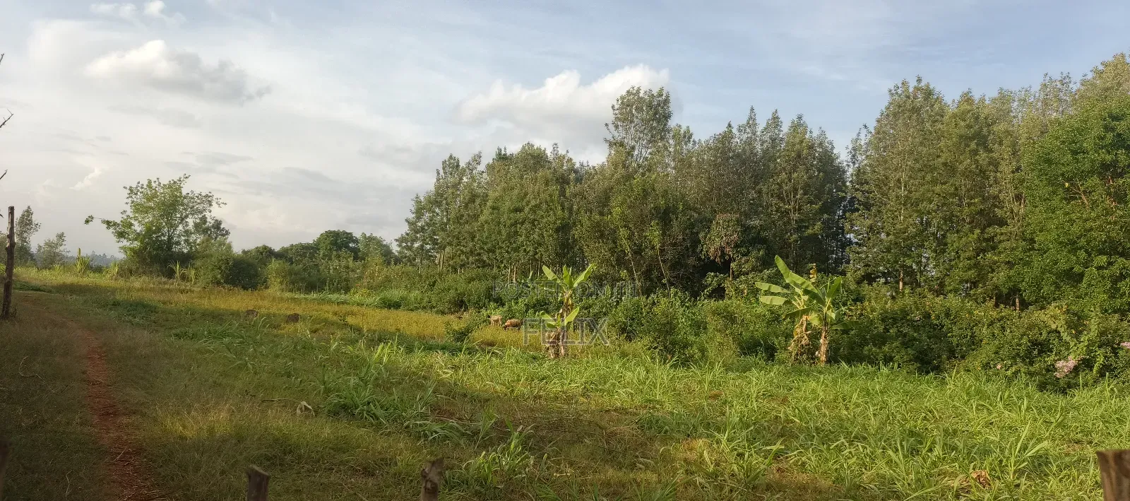 Nyeri/Gatitu Gichira 2 Acres
