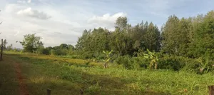 Nyeri/Gatitu Gichira 2 Acres