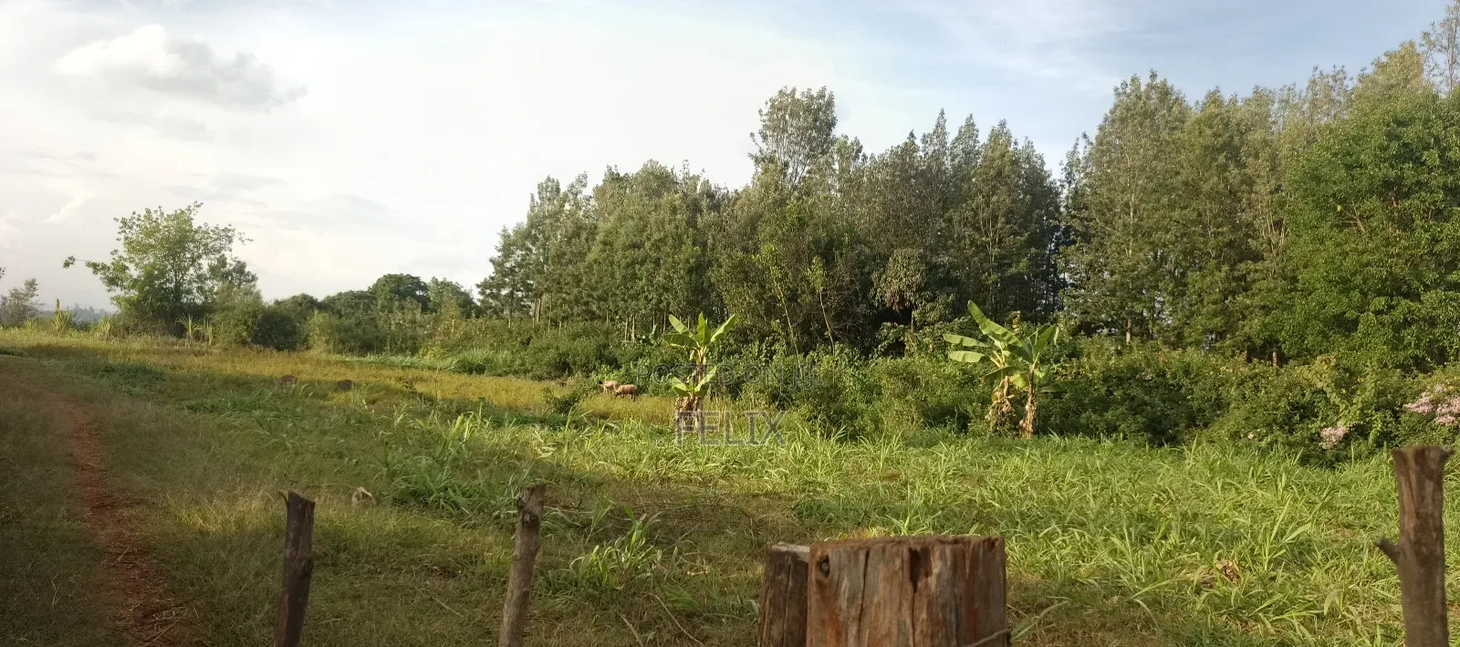 Nyeri/Gatitu Gichira 2 Acres