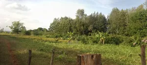 Nyeri/Gatitu Gichira 2 Acres