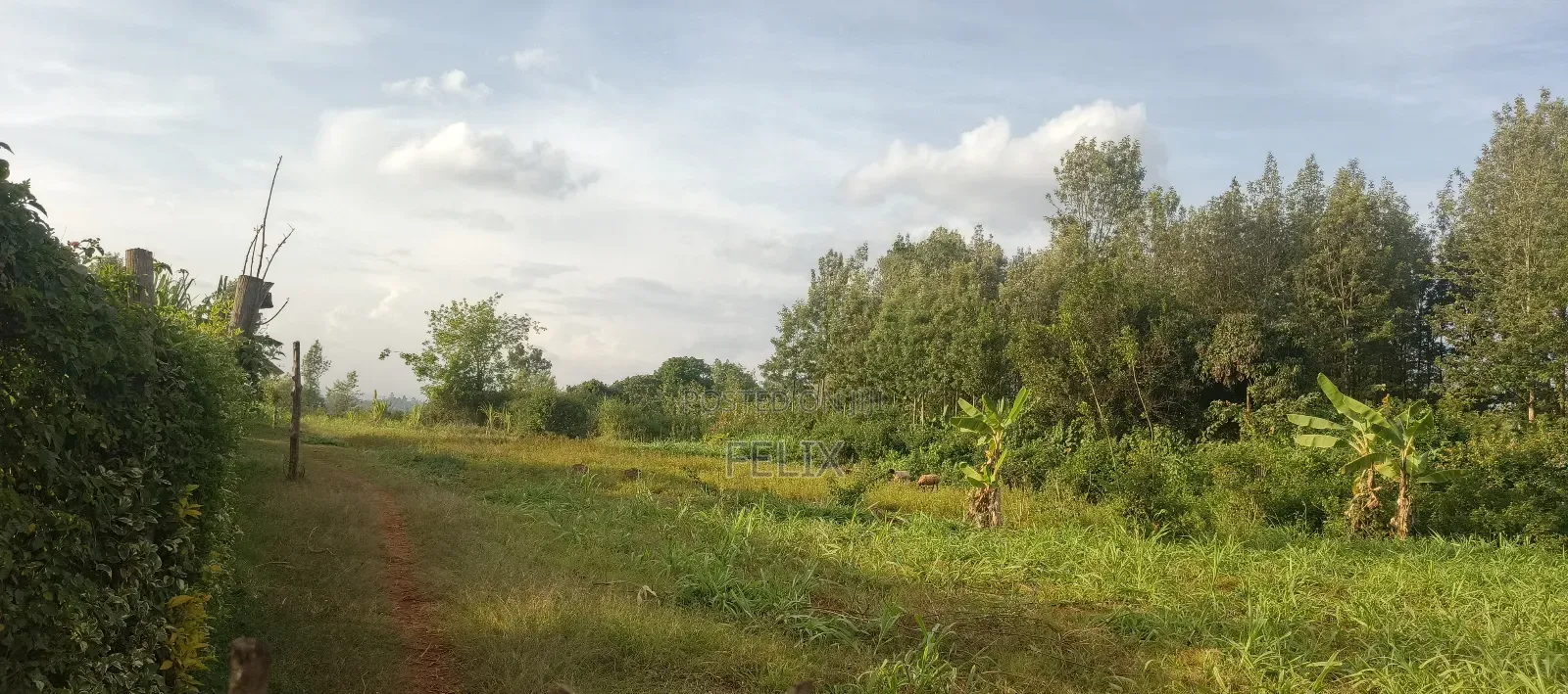 Nyeri/Gatitu Gichira 2 Acres