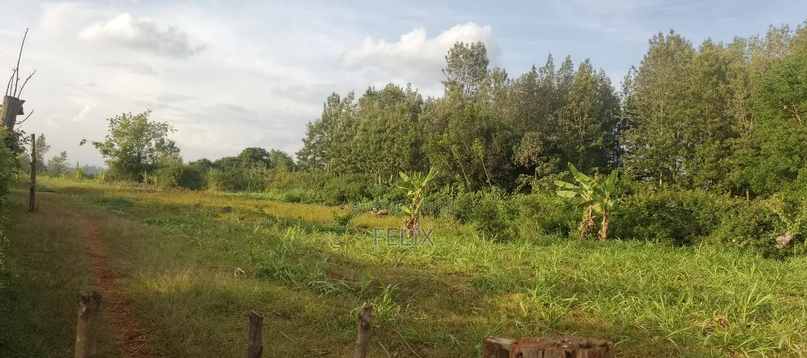 Nyeri/Gatitu Gichira 2 Acres