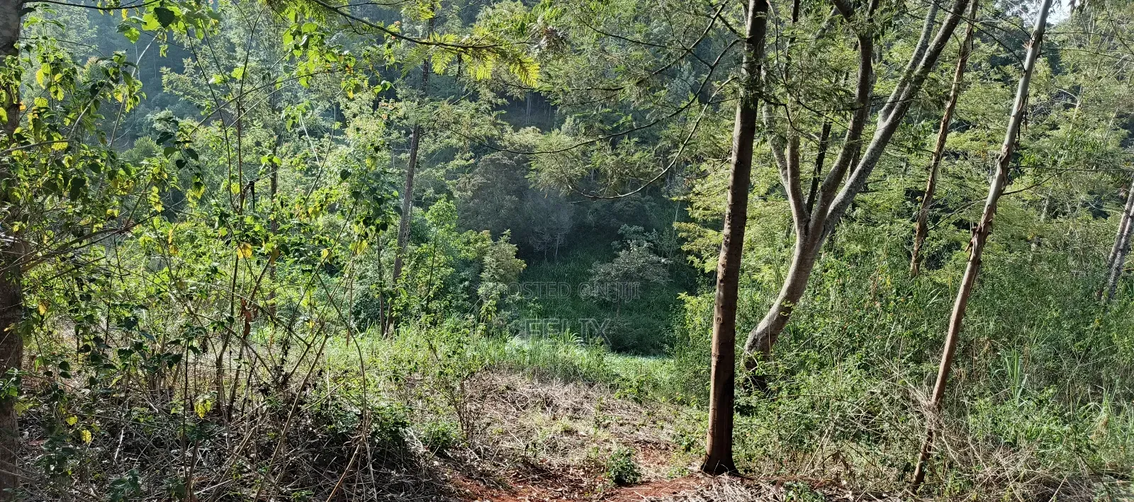 Nyeri/Gatitu Gichira 2 Acres
