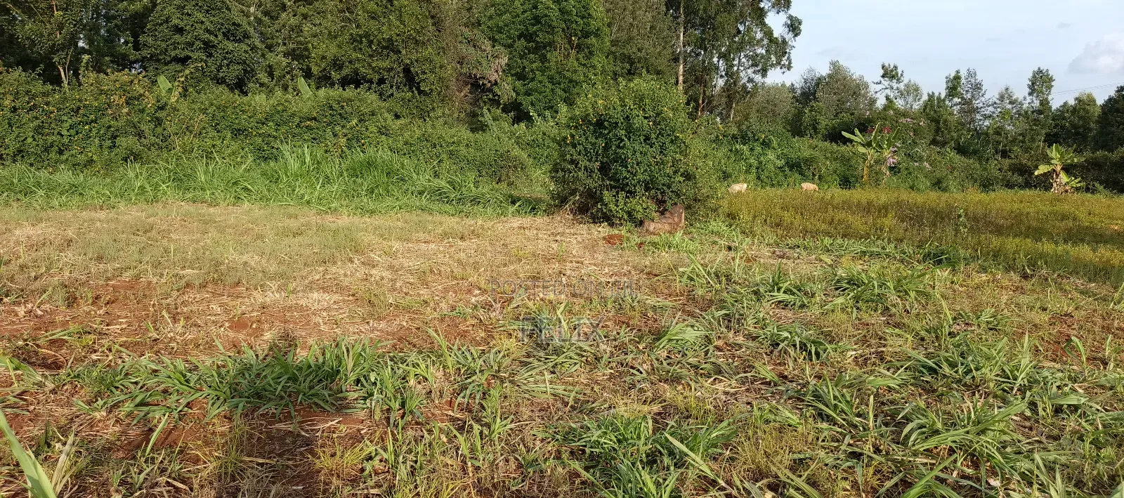 Nyeri/Gatitu Gichira 2 Acres