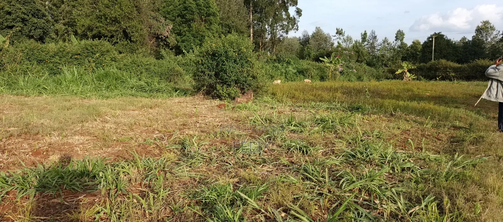 Nyeri/Gatitu Gichira 2 Acres