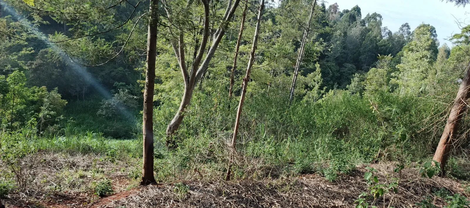 Nyeri/Gatitu Gichira 2 Acres