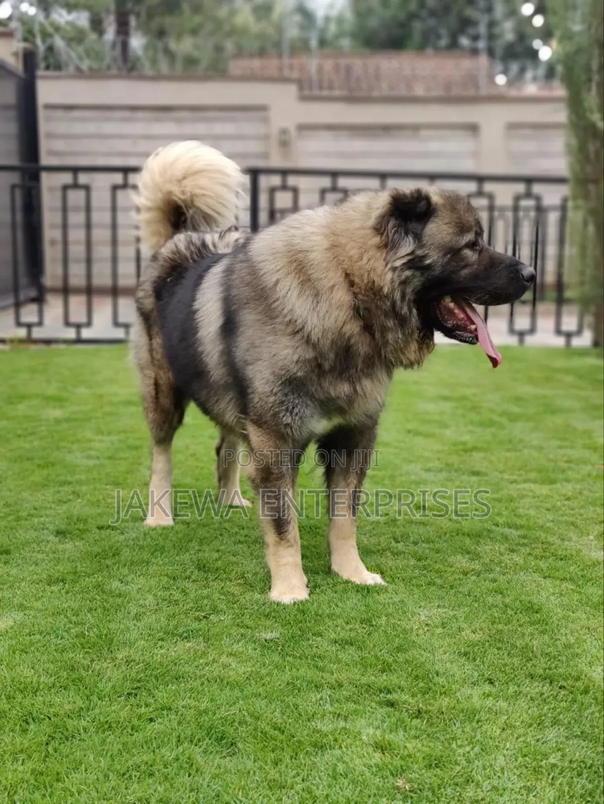 1+ year Female Purebred Caucasian Shepherd