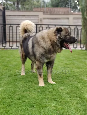 1+ year Female Purebred Caucasian Shepherd