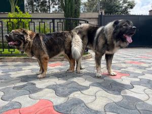 1+ year Male Purebred Caucasian Shepherd - thumbnail 2