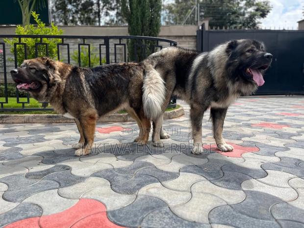 1+ year Male Purebred Caucasian Shepherd - main view
