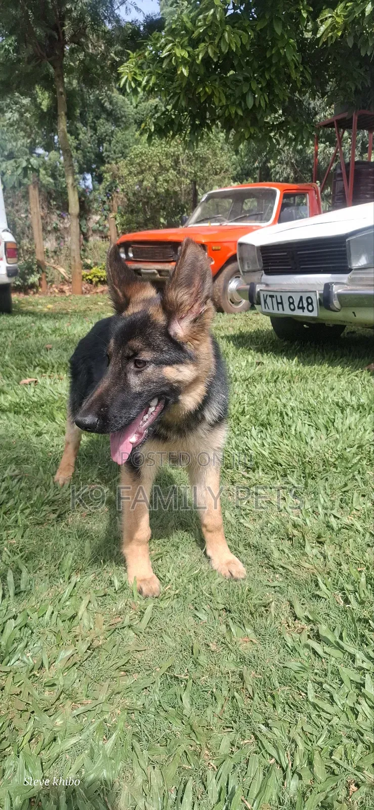 6-12 months Male Purebred German Shepherd