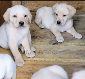 1-3 months Male Purebred Golden Retriever