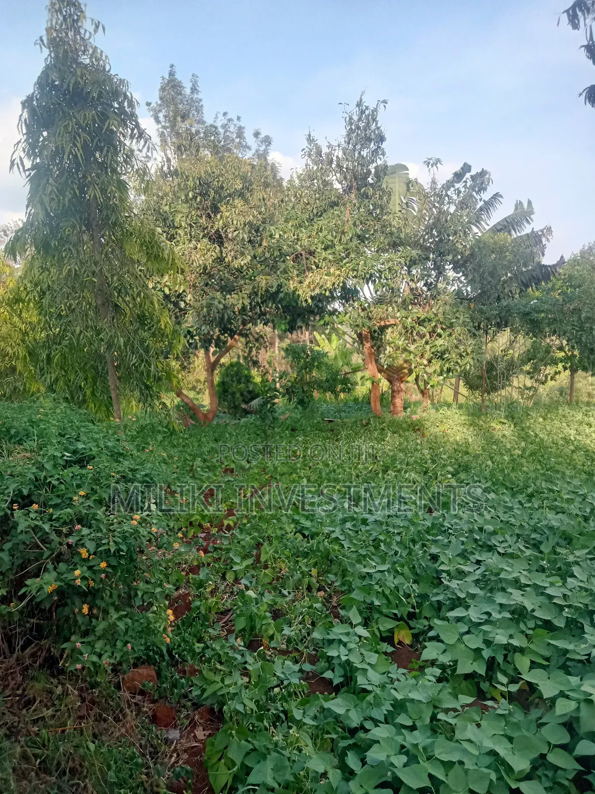 An of Land Is on Sale at Kenol Town