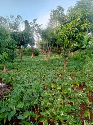 An of Land Is on Sale at Kenol Town