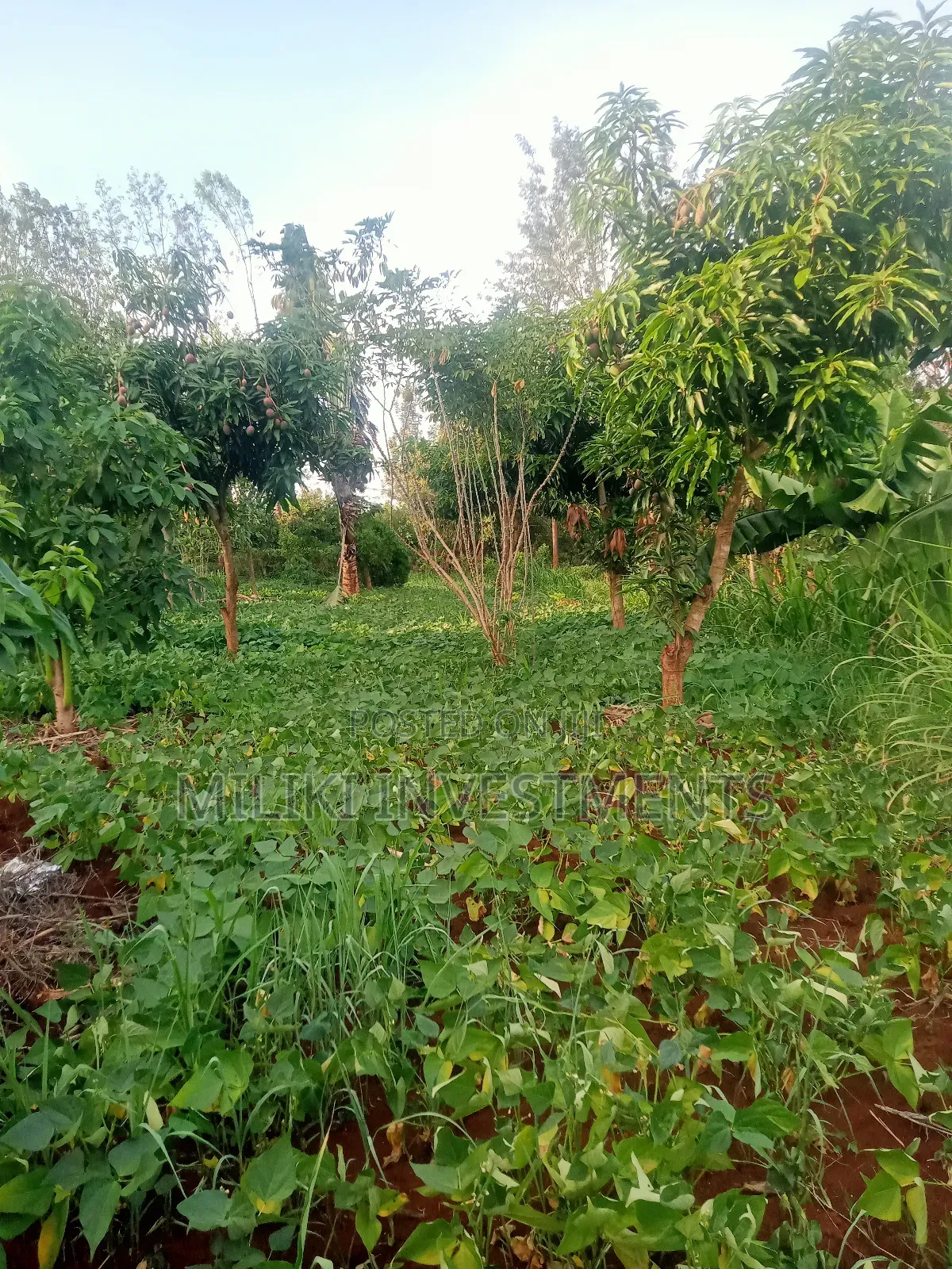 An of Land Is on Sale at Kenol Town