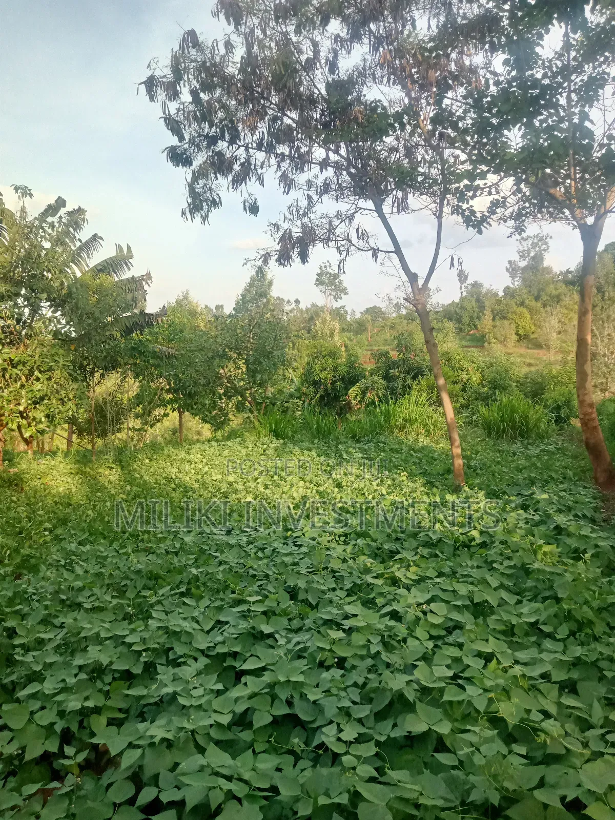 An of Land Is on Sale at Kenol Town