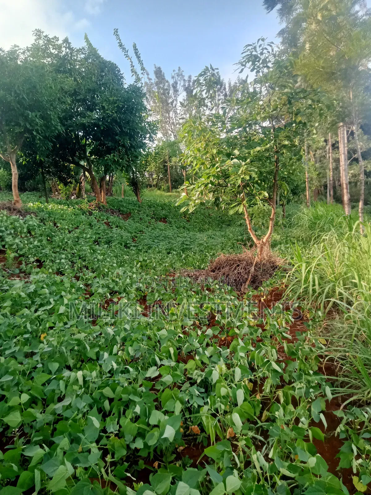An of Land Is on Sale at Kenol Town