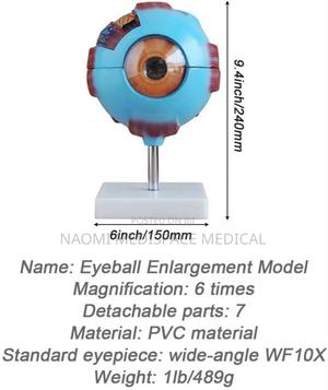 Giant Eye Model - thumbnail 2