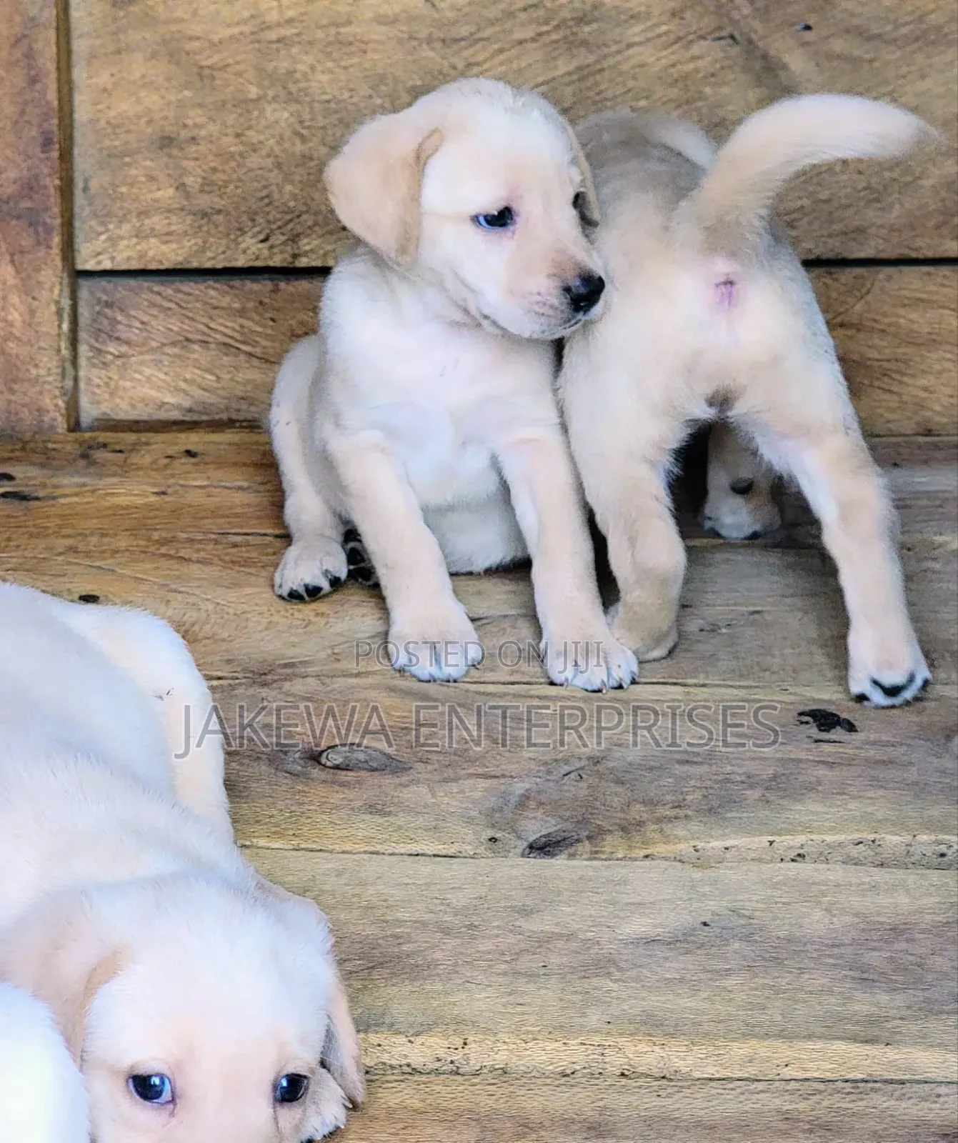 1-3 months Male Purebred Labrador Retriever