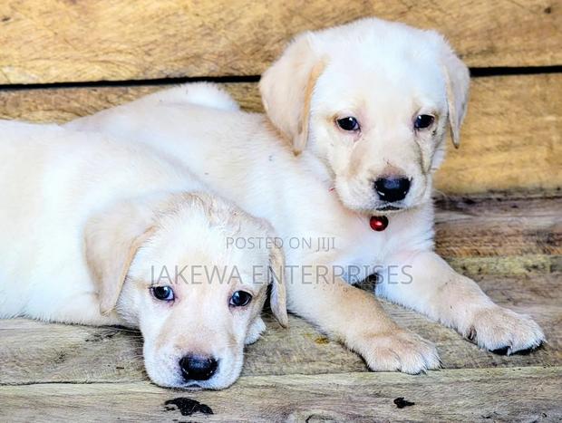 1-3 months Female Purebred Labrador Retriever - main view