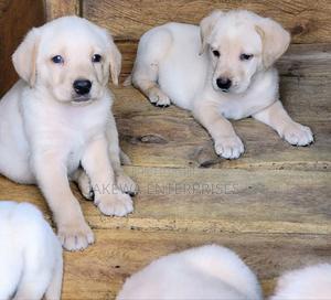 1-3 months Female Purebred Labrador Retriever - thumbnail 2