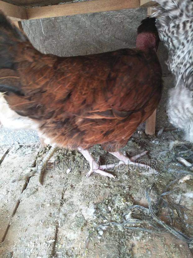 Pure. Kienyeji Hens - Miera - main view