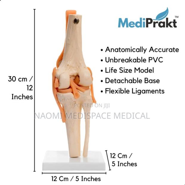 Knee Joint Model With Flexible Ligament, - main view