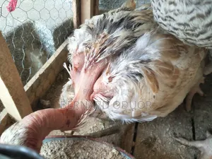 Pure. Kienyeji Hens - Miera