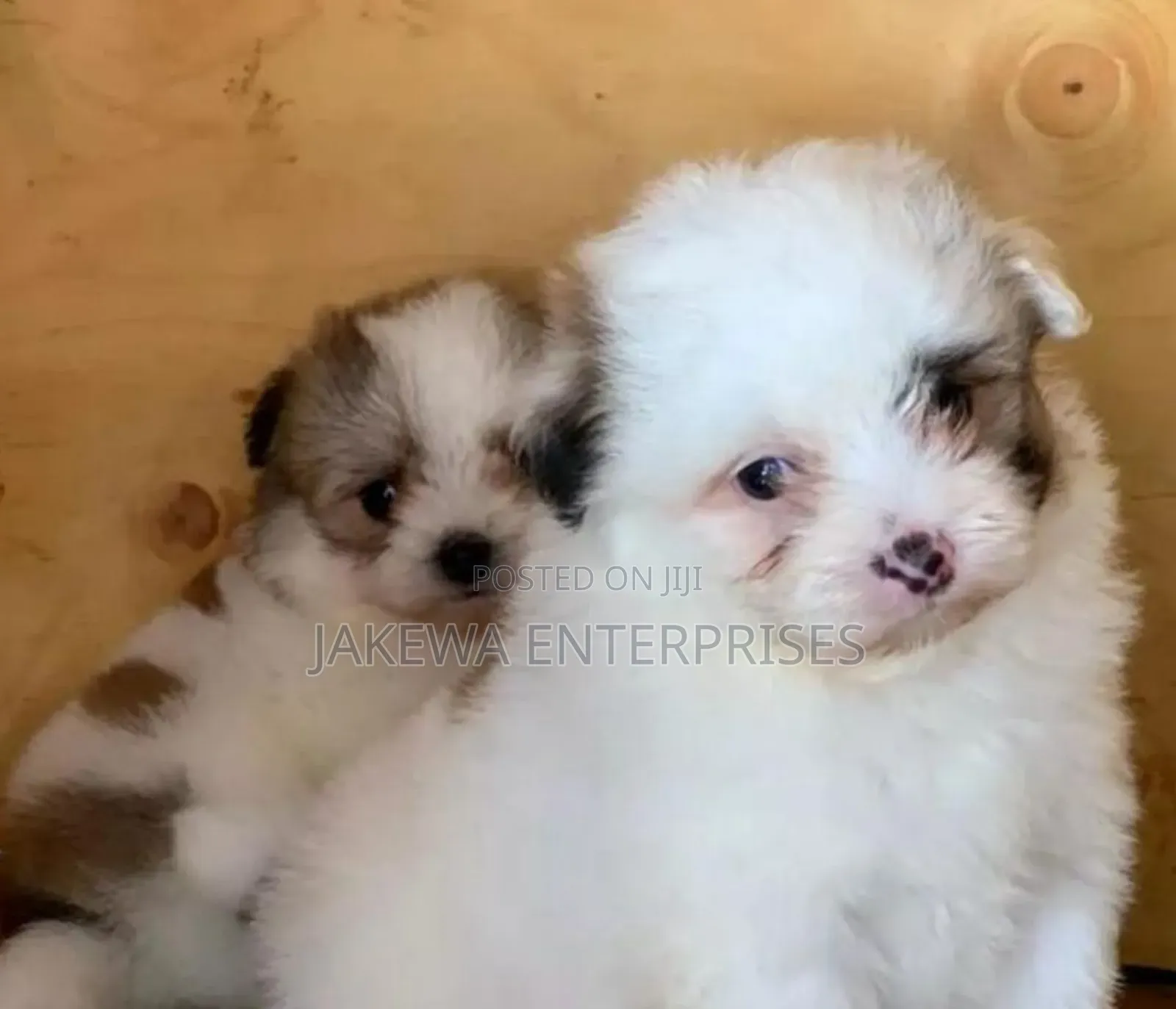 1-3 months Male Purebred Havanese