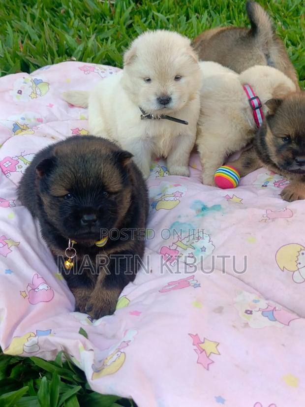 1-3 months Female Purebred Chow Chow - main view