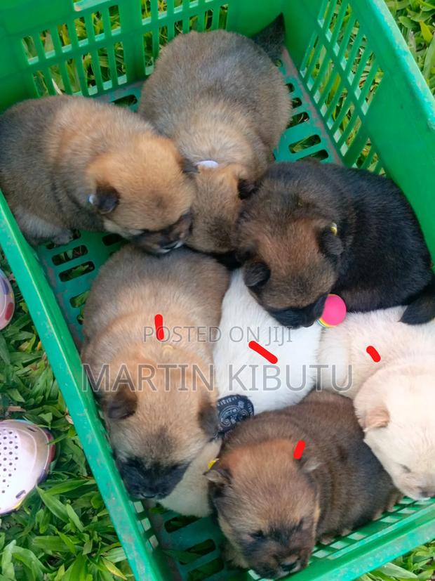 1-3 months Female Purebred Chow Chow - thumbnail 2