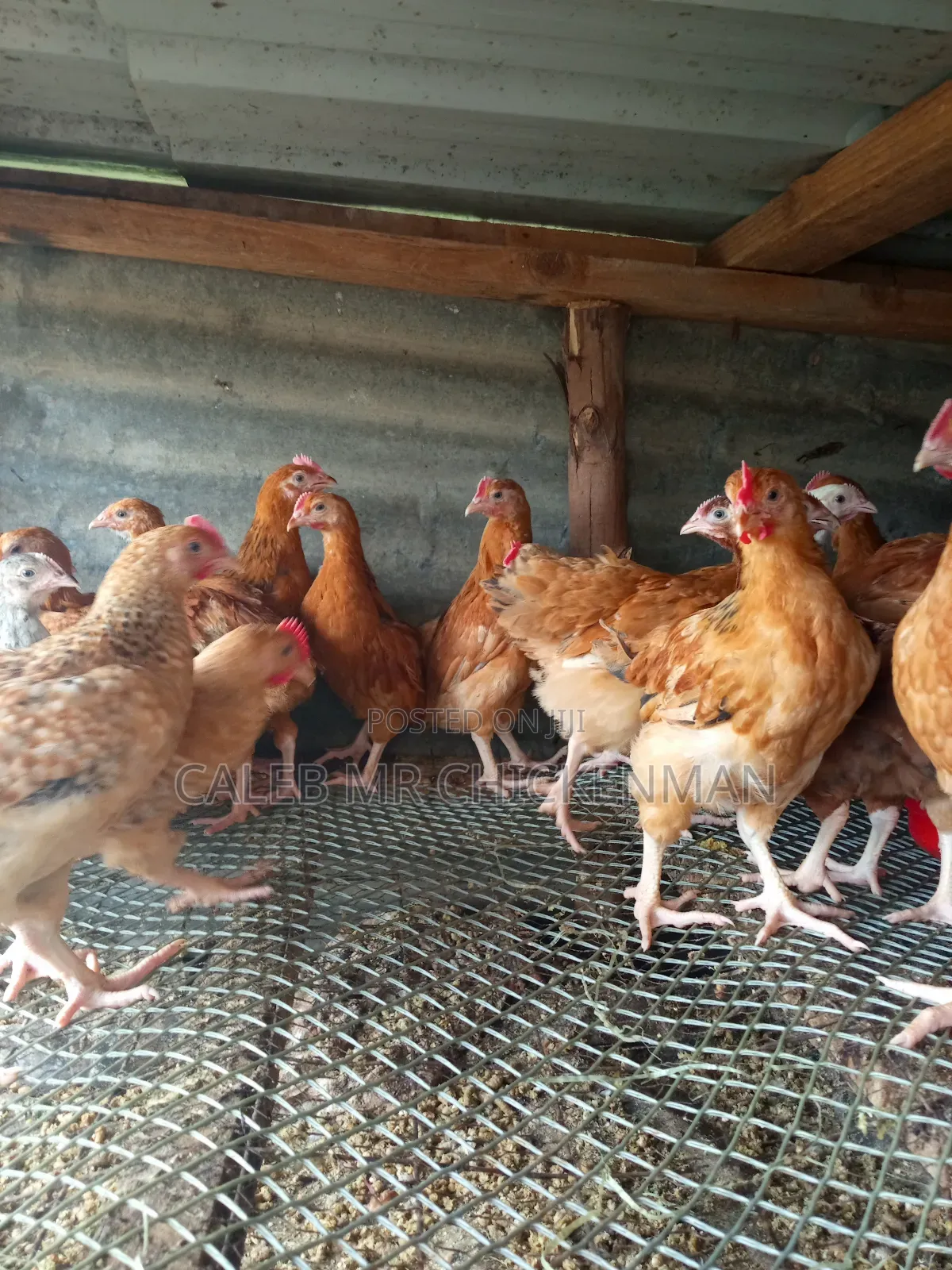 Improved 2 Weeks Old Kienyeji Chicks