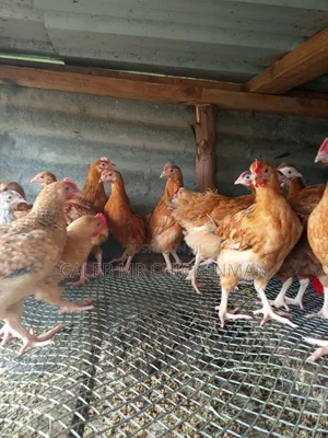 Improved 2 Weeks Old Kienyeji Chicks