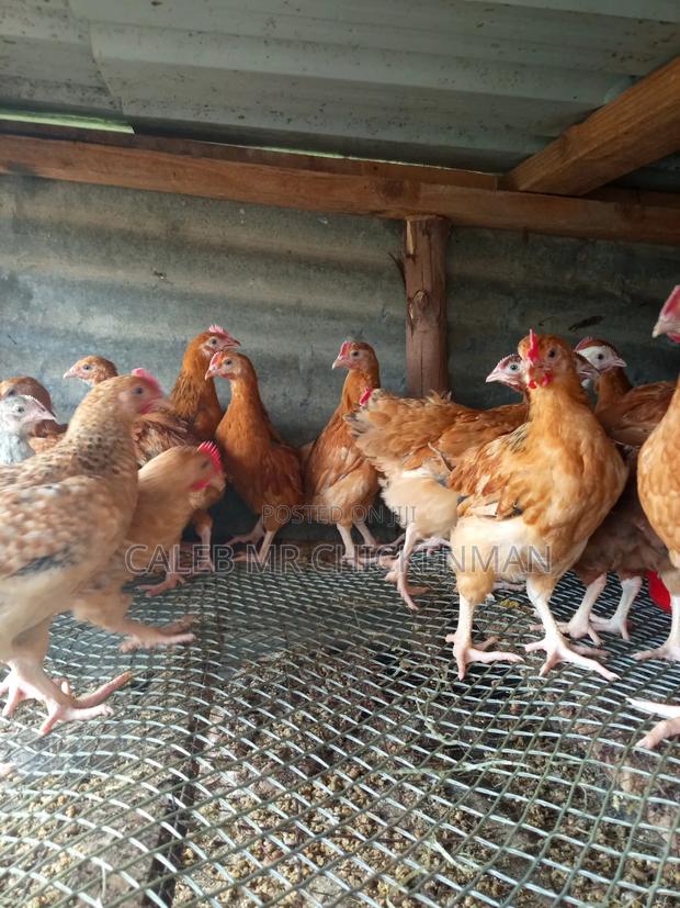 Improved 2 Weeks Old Kienyeji Chicks - main view