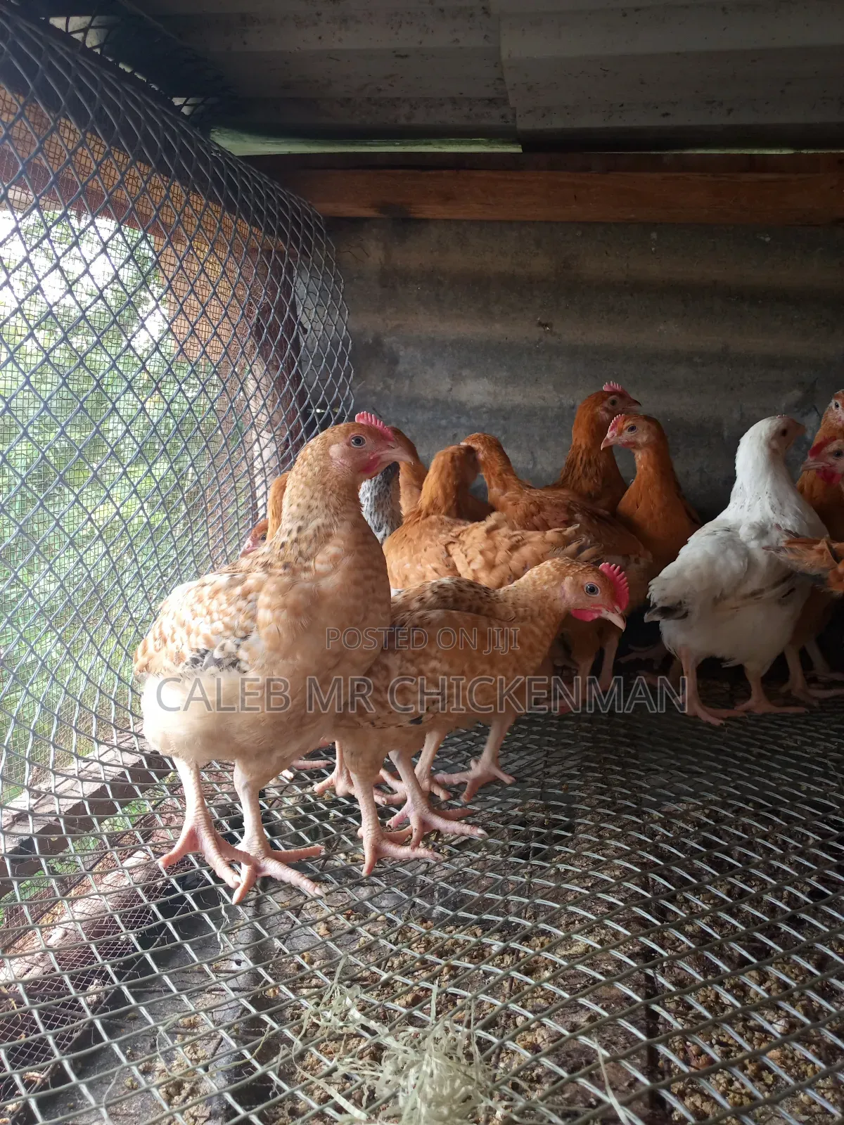 Improved 2 Weeks Old Kienyeji Chicks