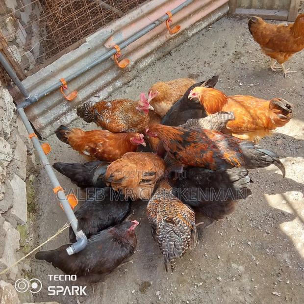 Improved 2 Weeks Old Kienyeji Chicks - thumbnail 4