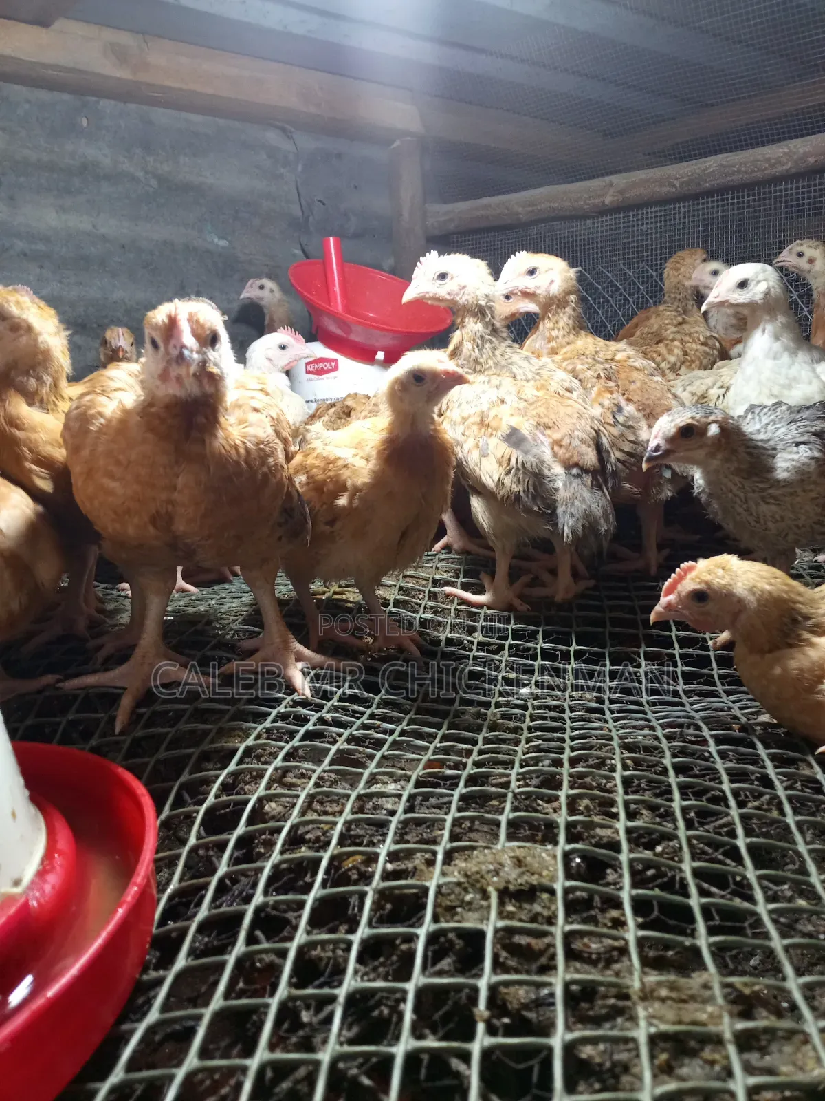 Improved 2 Weeks Old Kienyeji Chicks