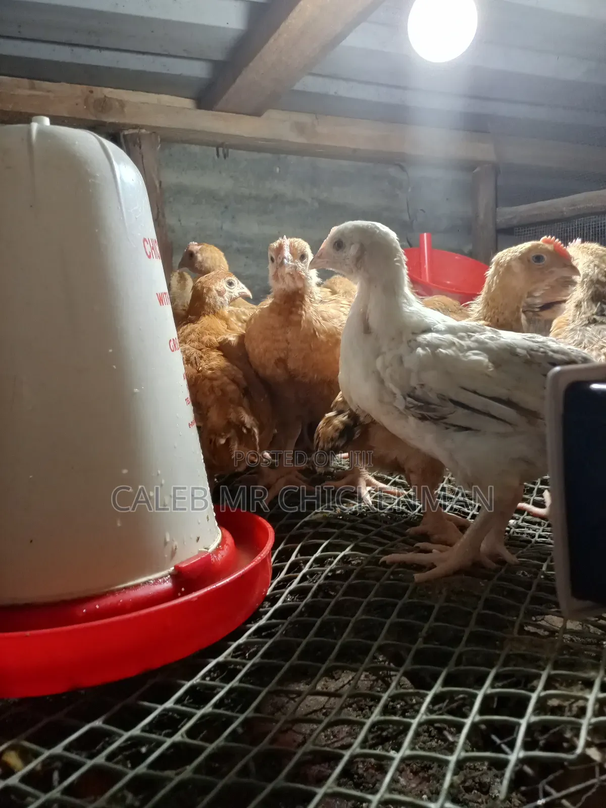 Improved 2 Weeks Old Kienyeji Chicks